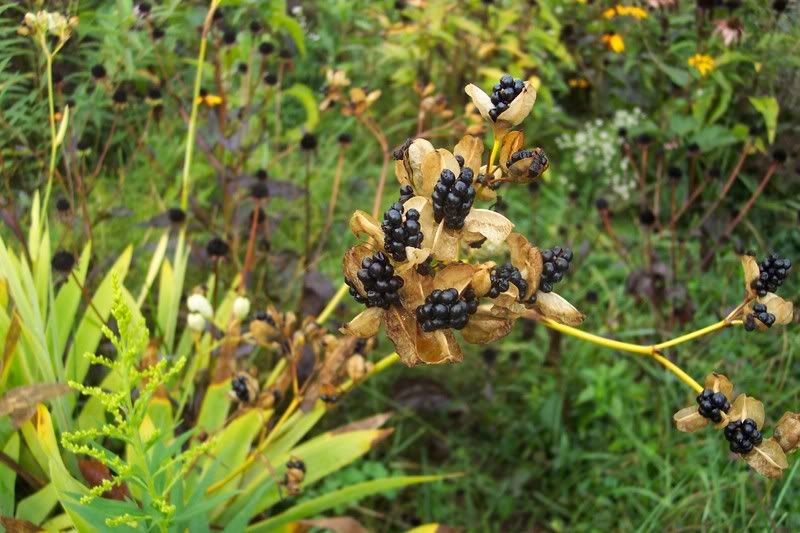 Blackberry Lily