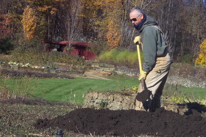 Spreading topsoil over newly planted tulips.