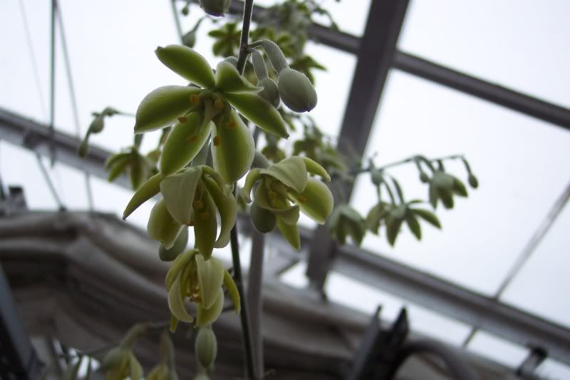 Agave plant in full bloom