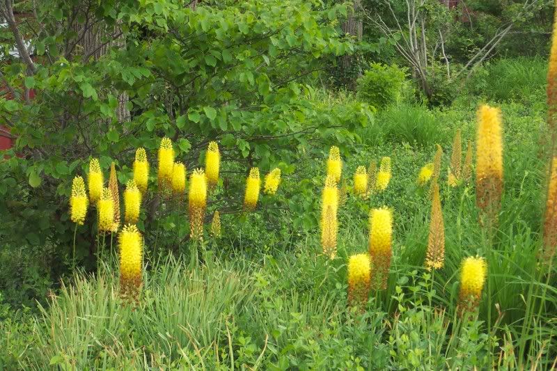 Foxtail Lilies in bloom