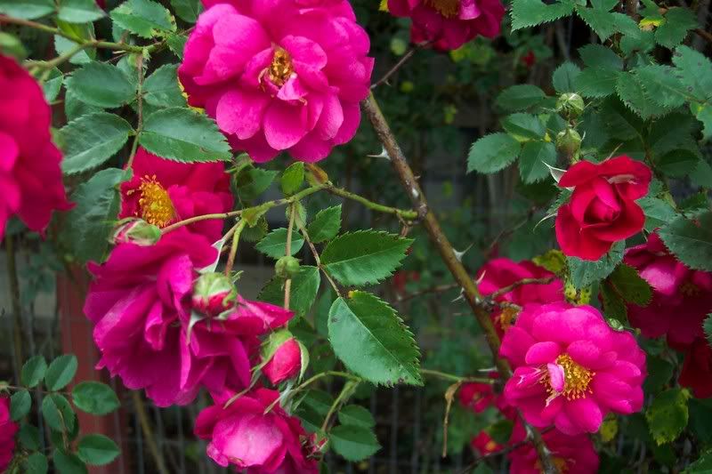 Close-up Henry Kelsey Roses