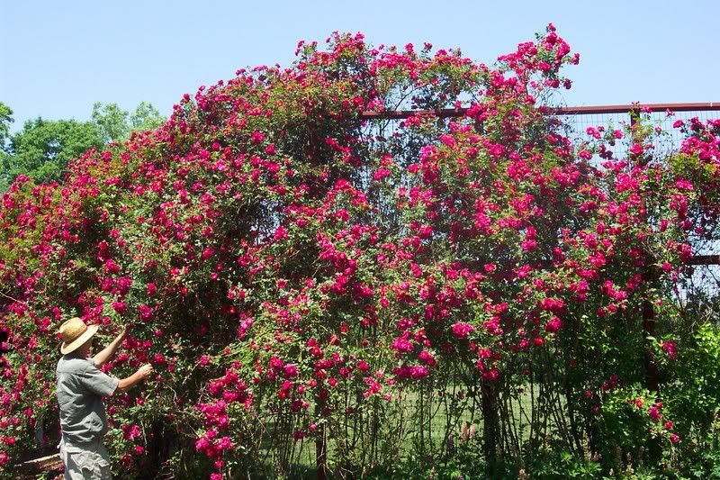 Henry Kelsey Climbing Roses (and me)