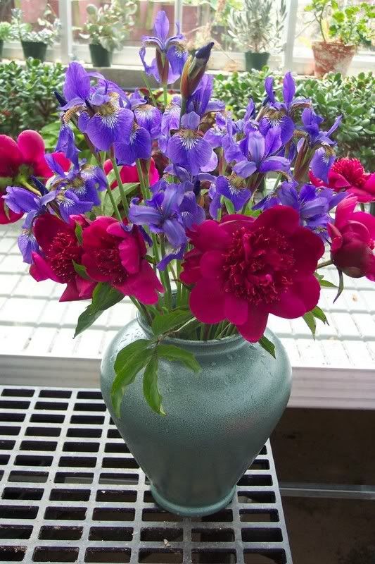 Vase of Peonies and Siberian Iris