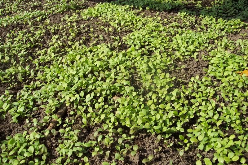 Lettuce mix seedlings