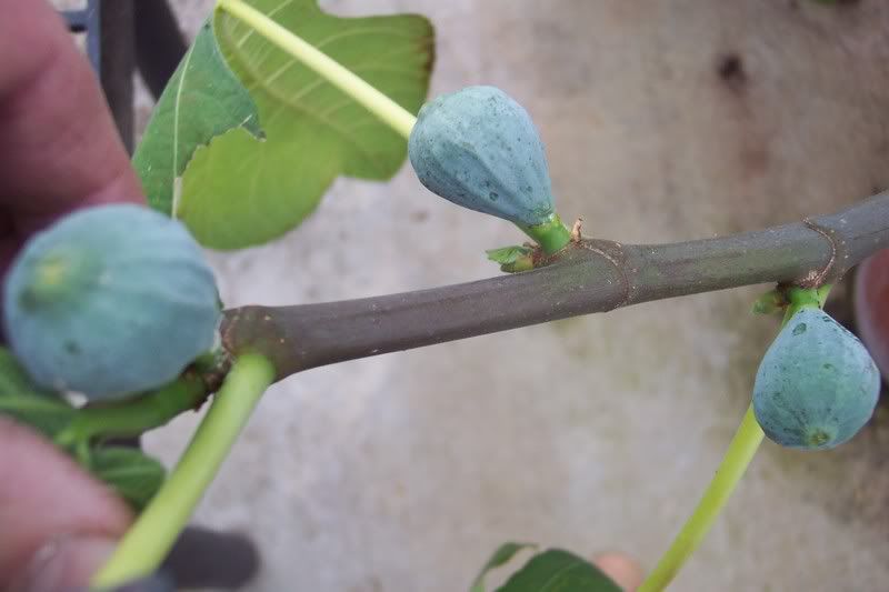 Figs in April