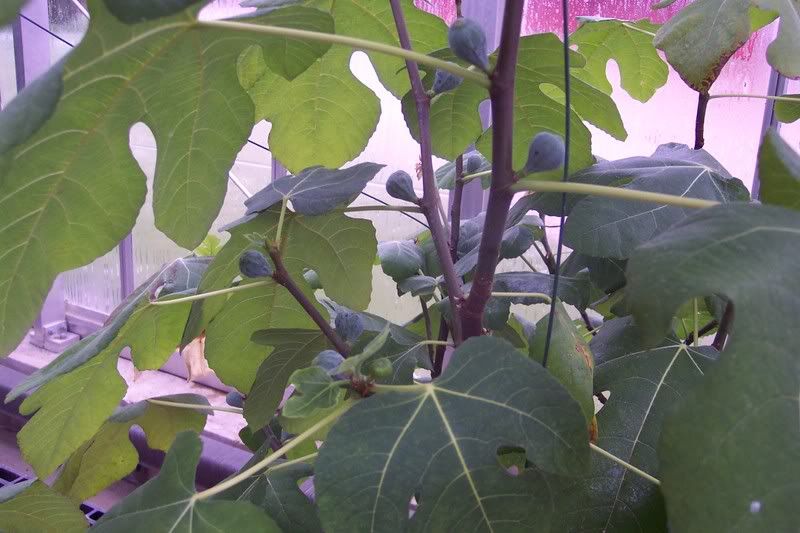 Fig tree