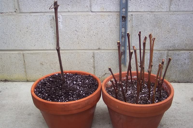Potted cuttings