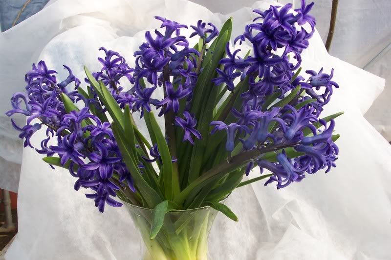 Hyacinth arrangement