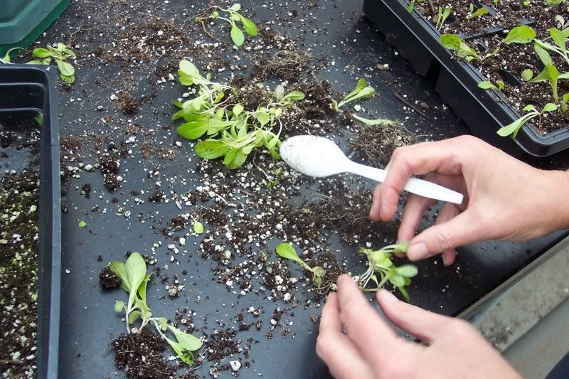 Separating Seedlings