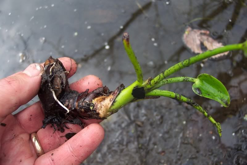 Pickerel Weed