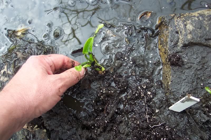 Planting into mud