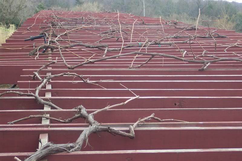 Done pruning grapes
