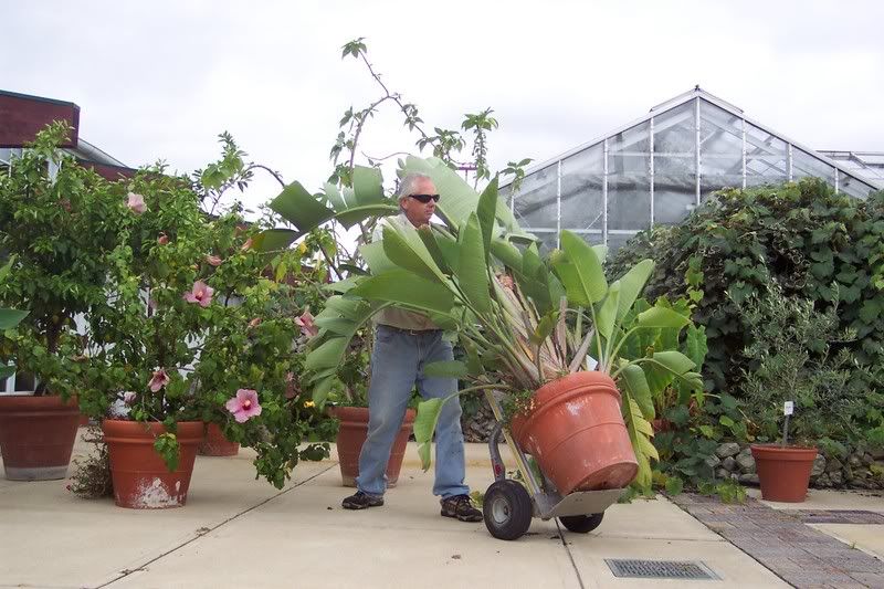 Moving potted plants