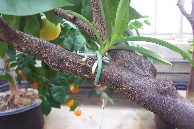 Orchid on tree with Soft Twist Tie