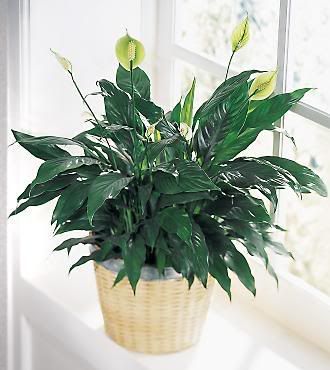 Peace Lily Pictures, Images and Photos