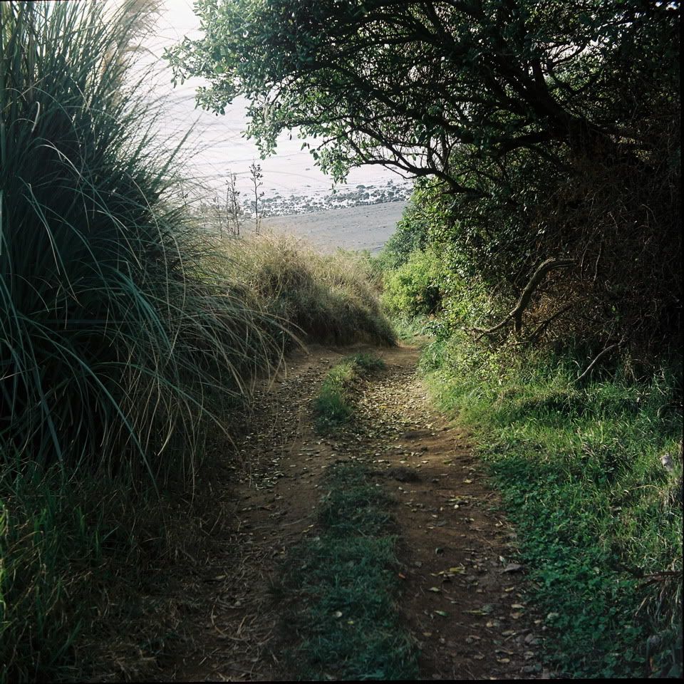 Courtney Lucas, Path (New Plymouth)