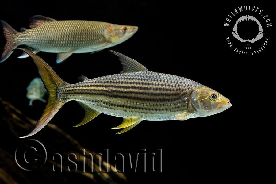 Hydrocynus vittatus Pictures, Images and Photos