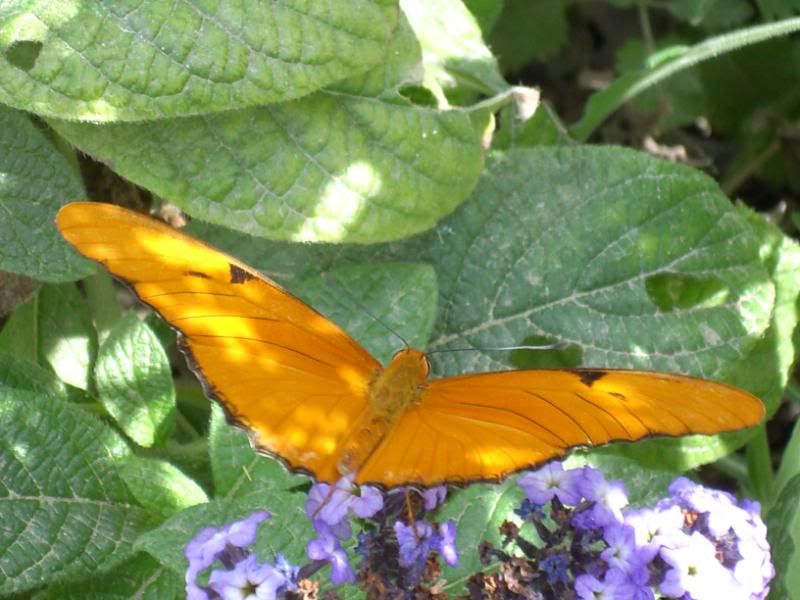 Butterfly Pics