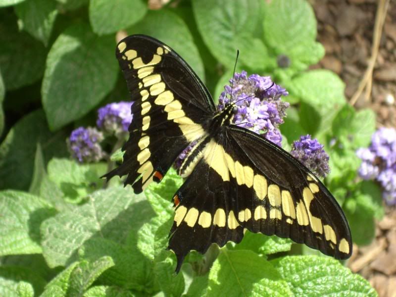 Butterfly Pics