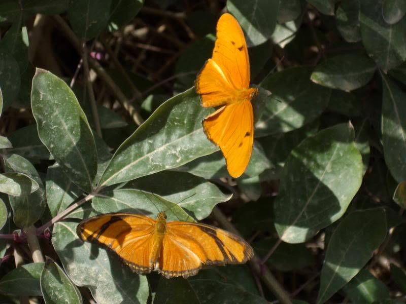 Butterfly Pics