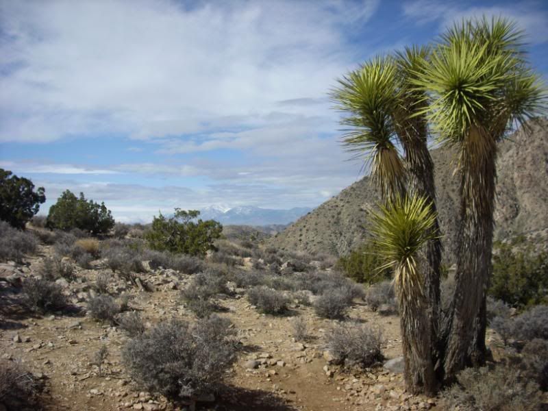 re: Desert Pics