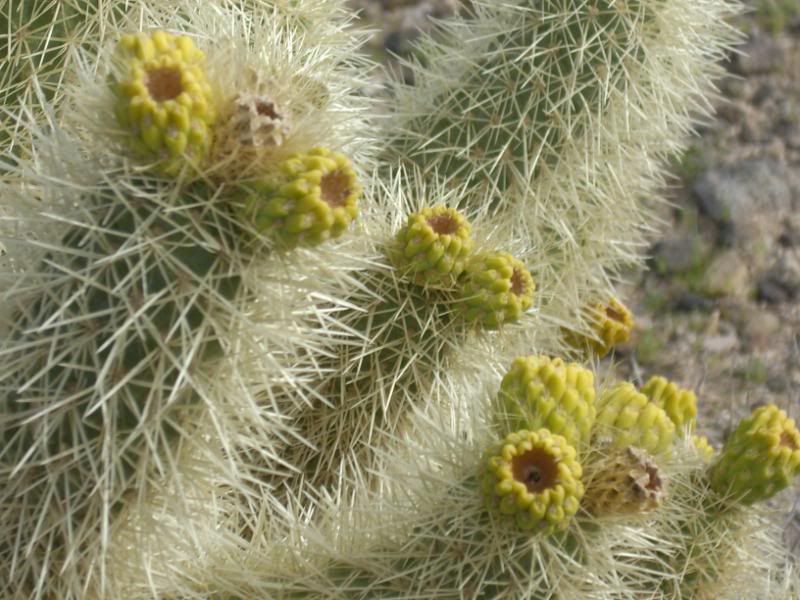 re: Desert Pics