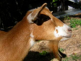 My Goats - Goats
