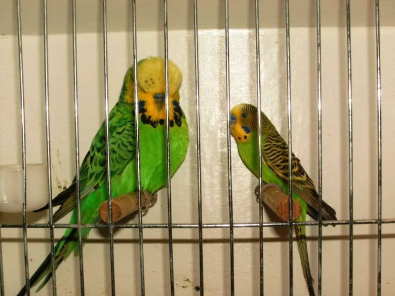 http://i119.photobucket.com/albums/o138/barrieshutt/showbirdvbushbudgie.jpg~original