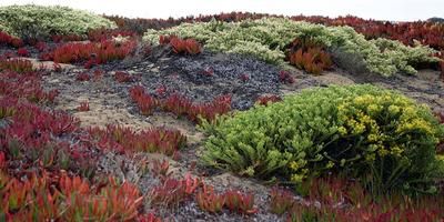 Fort Funston flora