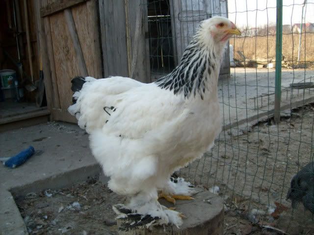 53563463_SJPTKDR2.jpg