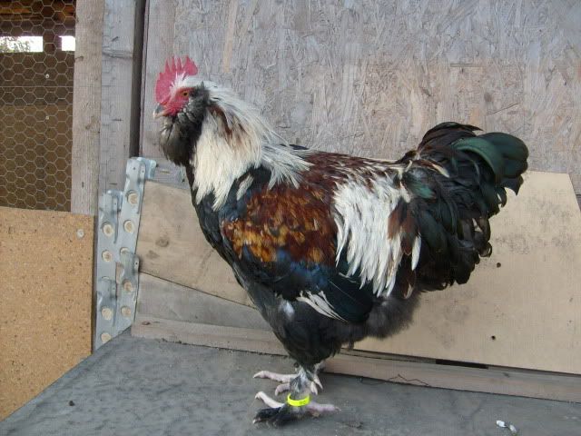 S6306212.jpg