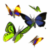 butterflys (5) animated avatar Pictures, Images and Photos