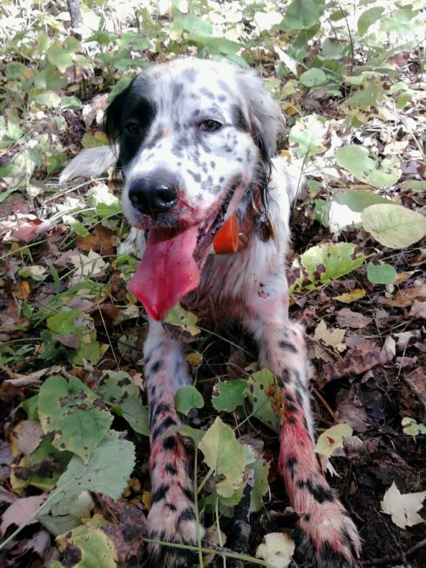 Dog bleeding from mouth...... Hunting Dogs Fishing, Hunting