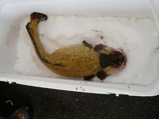 big eelpout