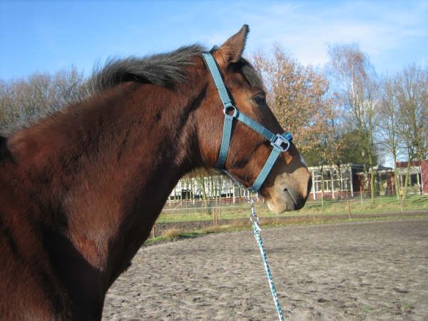 Afbeelding