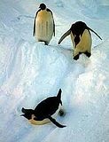 penguin slide