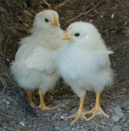 baby chicks pictures. Baby Chicks