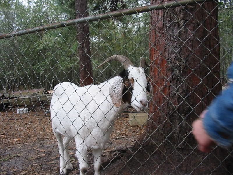 This this a full bred of some type? - Goats