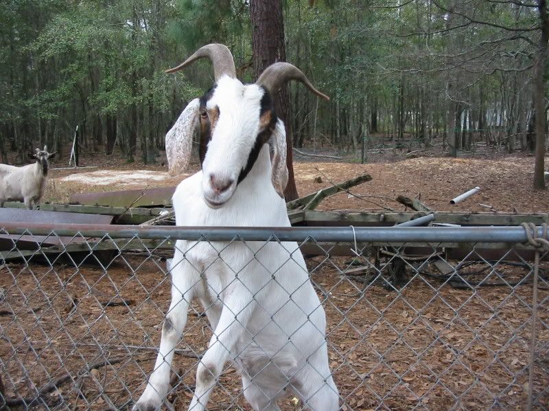 This this a full bred of some type? - Goats