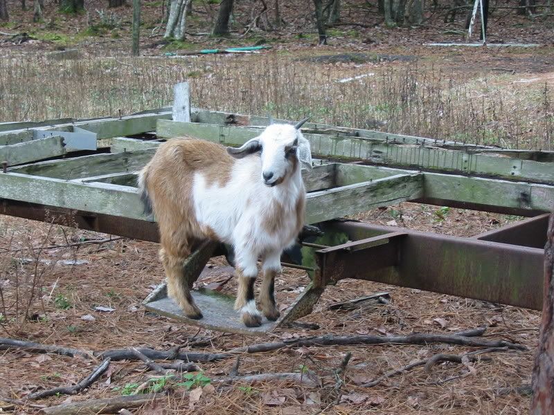 This this a full bred of some type? - Goats