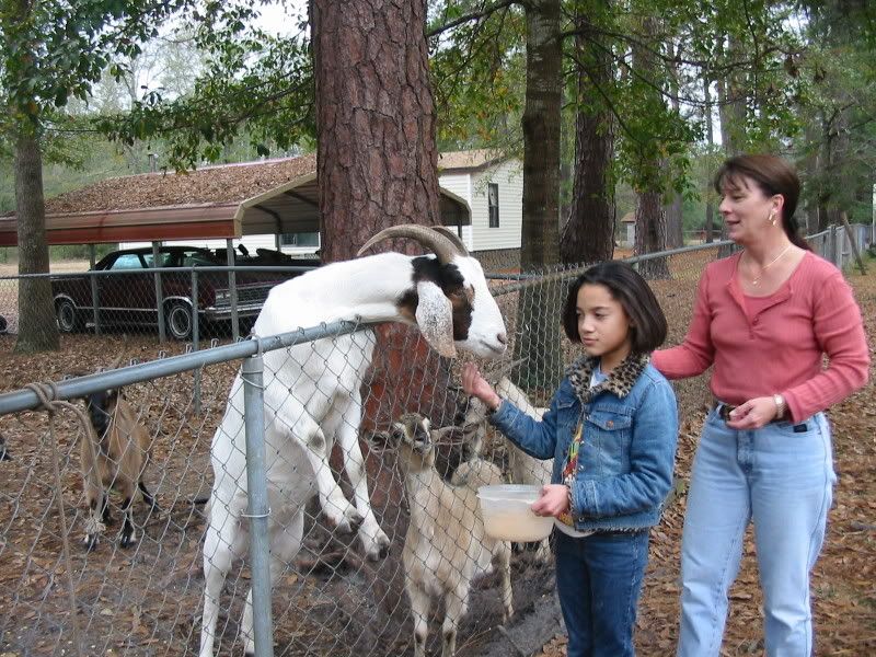 This this a full bred of some type? - Goats