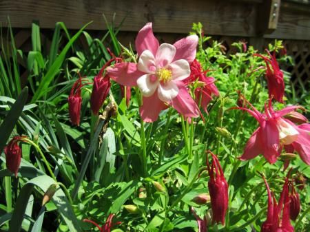  photo deckplants6.jpg