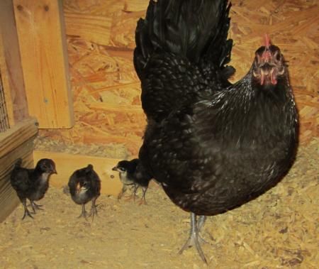  photo springchicks1.jpg