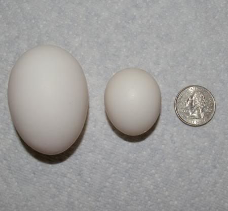 tiny egg