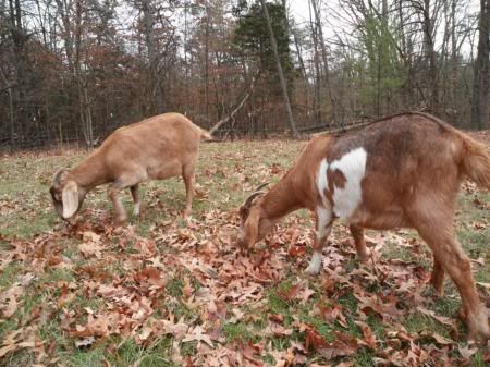 goats