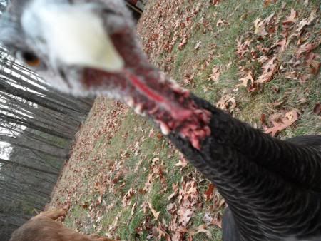 turkeys and goats