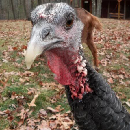turkeys and goats