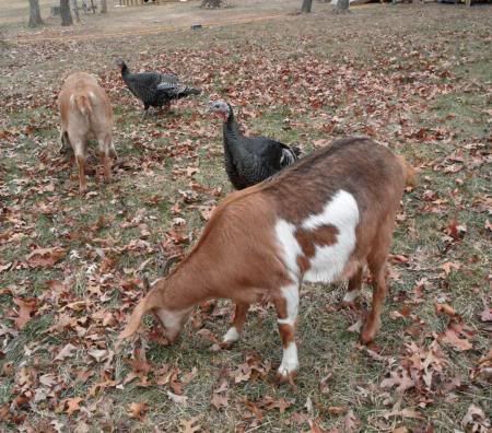 turkeys and goats