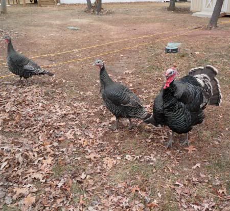 turkeys and goats