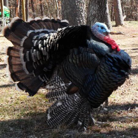 Turkeys photo:  BandTurkeys3.jpg